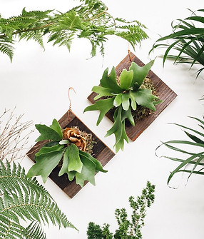 Staghorn Fern.jpg