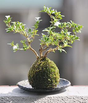kokedama2.jpg