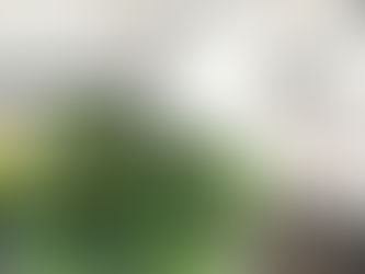 すだち＝CITRON（柑橘🍋）