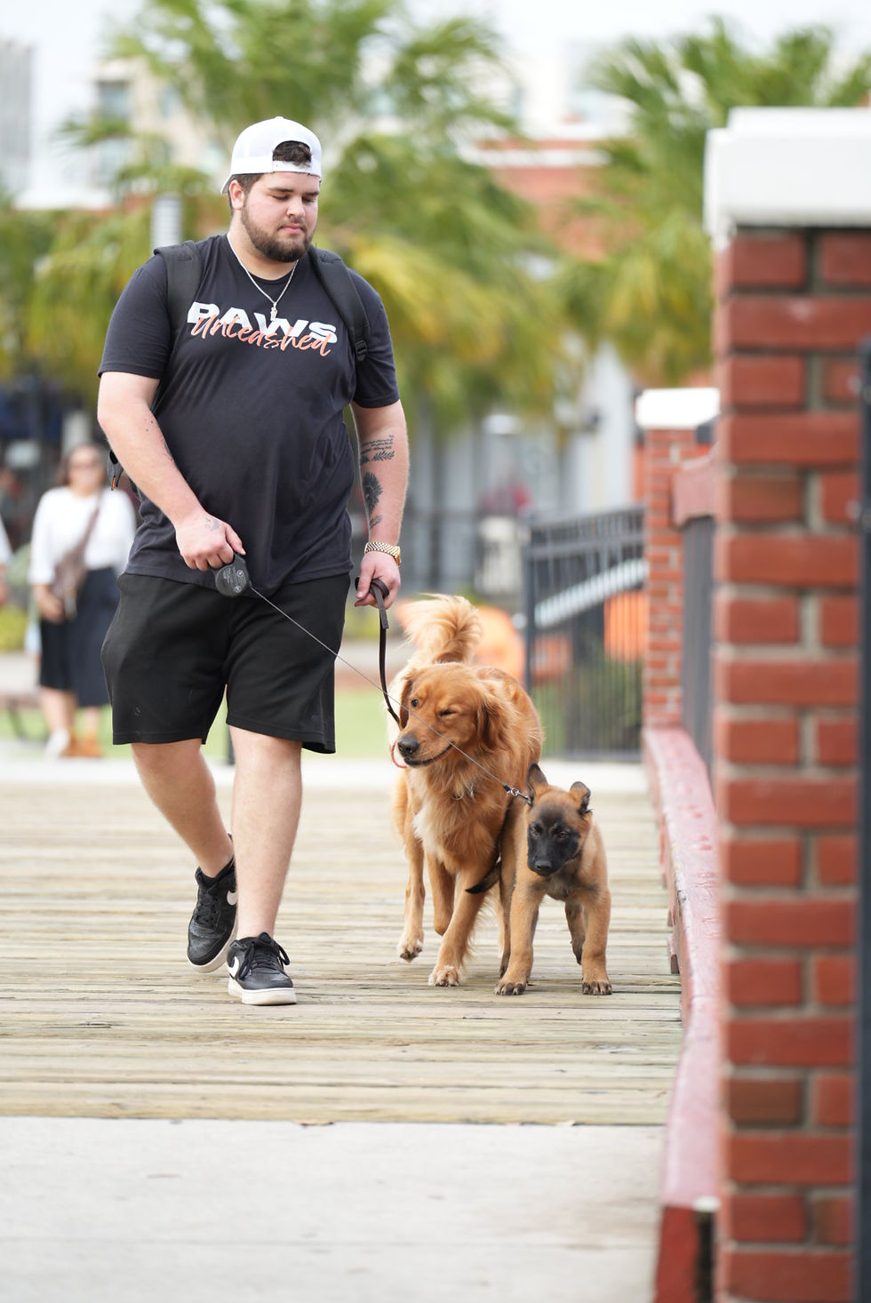 Dog owner walking two dogs on loose leashes along a waterfront boardwalk