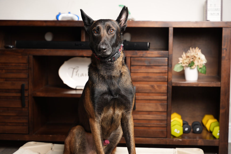 Belgian Malinois holding a sit on a raised training cot
