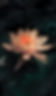 Reiki