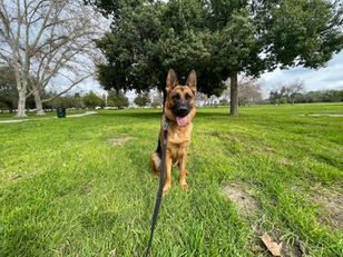Roxy | German Shepherd | Claremont, CA | In-Training