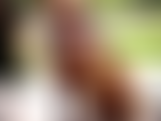 Sadie | Pitbull Mix | Los Angeles, CA | In-Training