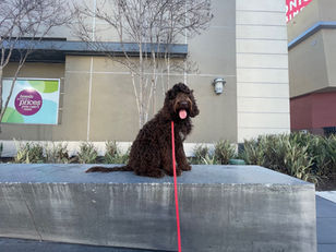 Hilo | Australian Doodle | Los Angeles, CA | In-Training