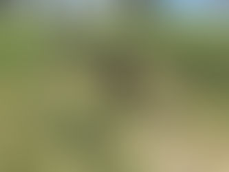 Hank | Rottweiler/Shepherd Mix | Manhattan Beach, CA | In-Training