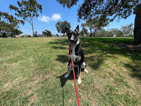 German Shepherd / Husky Training | Henry | La Canada Flintridge, CA