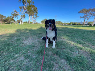 Cooper | Australian Shepherd | Santa Monica, CA | In-Training