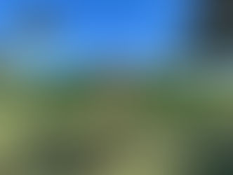 Sophie Rose | Golden Retriever | Los Angeles, CA | In-Training