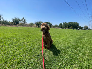 Dexter | Goldendoodle | Cudahy, CA | In-Training