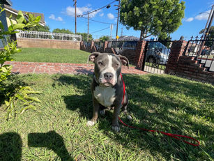 Aries | Pitbull | Pasadena, CA | In-Training
