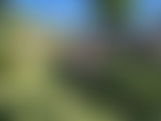 Aries | Pitbull | Pasadena, CA | In-Training