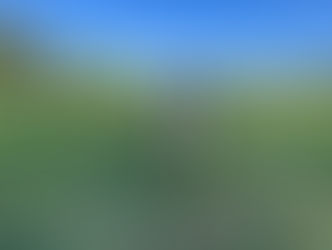 Milo | Australian Shepherd | Diamond Bar, CA | In-Training