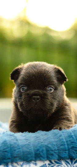 Blue Merle French Bulldog Puppy.