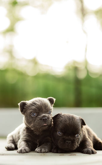 Blue Fluffy French Bulldog