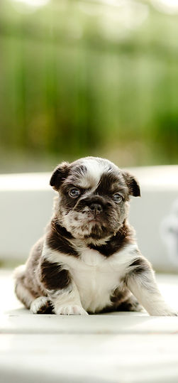 blue merle fluffy French bulldog puppy