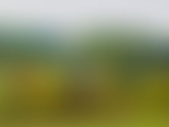 L’arbre, allié de l’agriculture