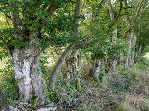Inventaire des Trognes à Autry Issards