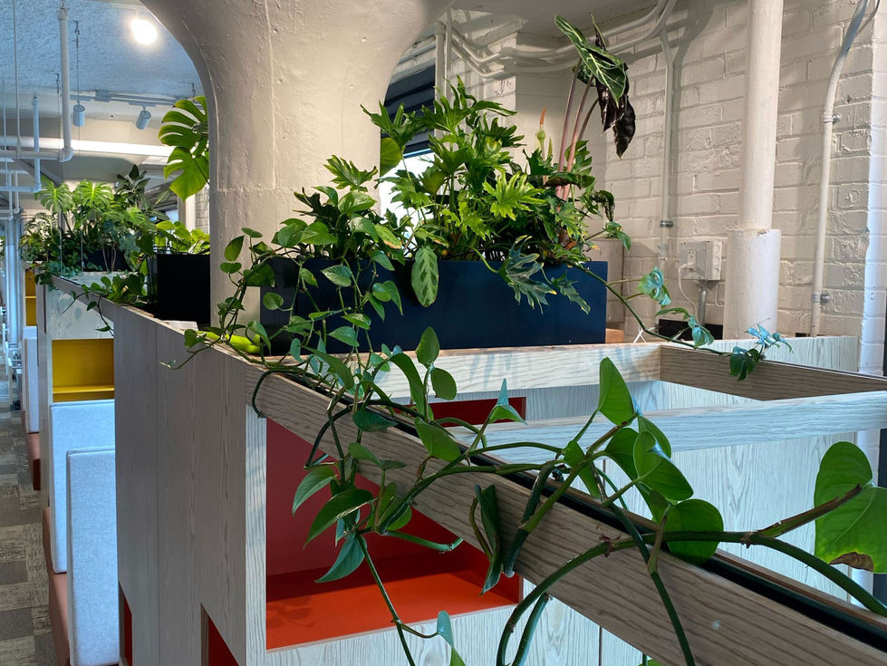 Greenery Warsaw zieleń rośliny do biura