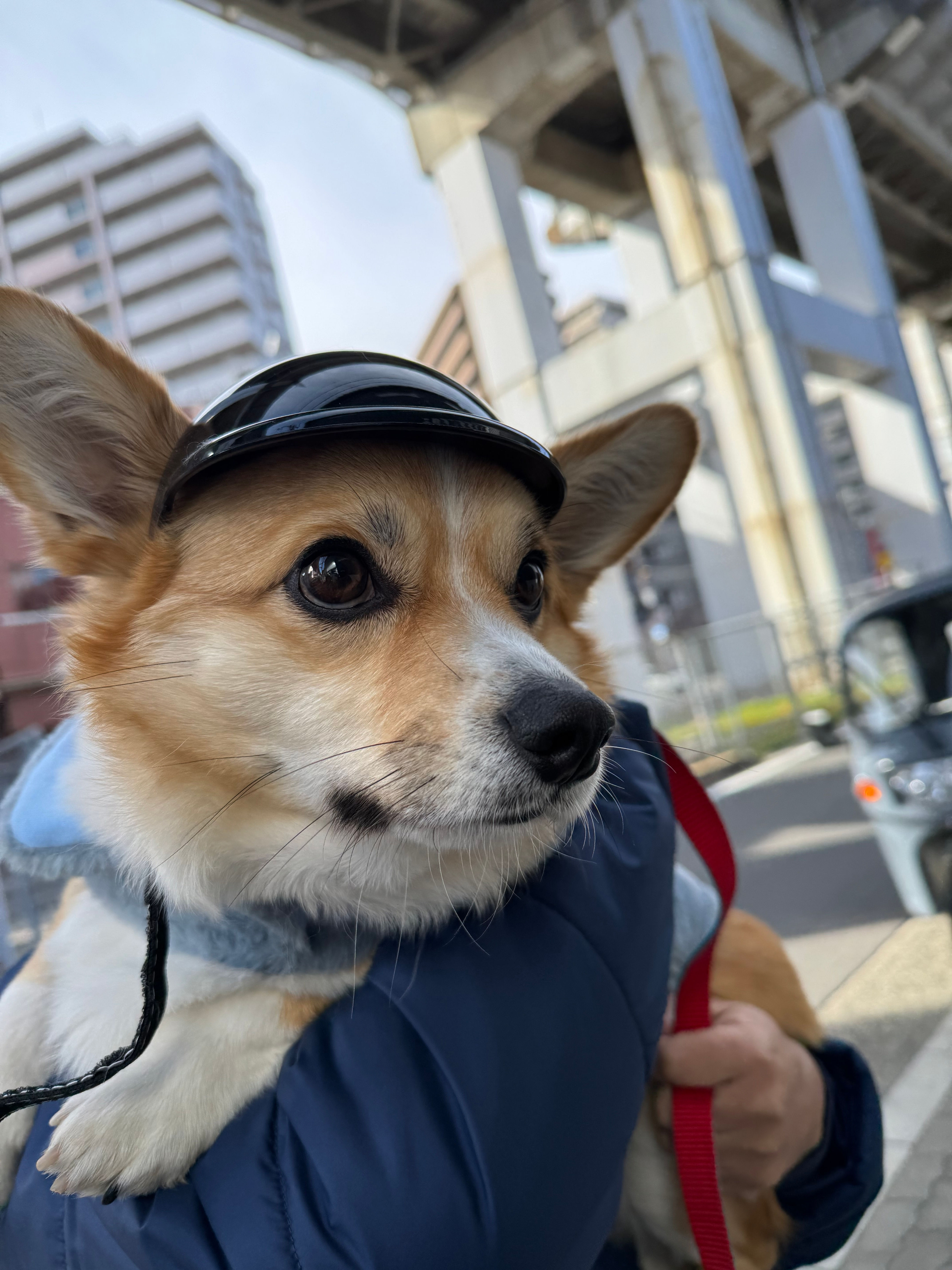 業販　耳だしヘルメット