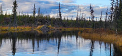 Beaver dam