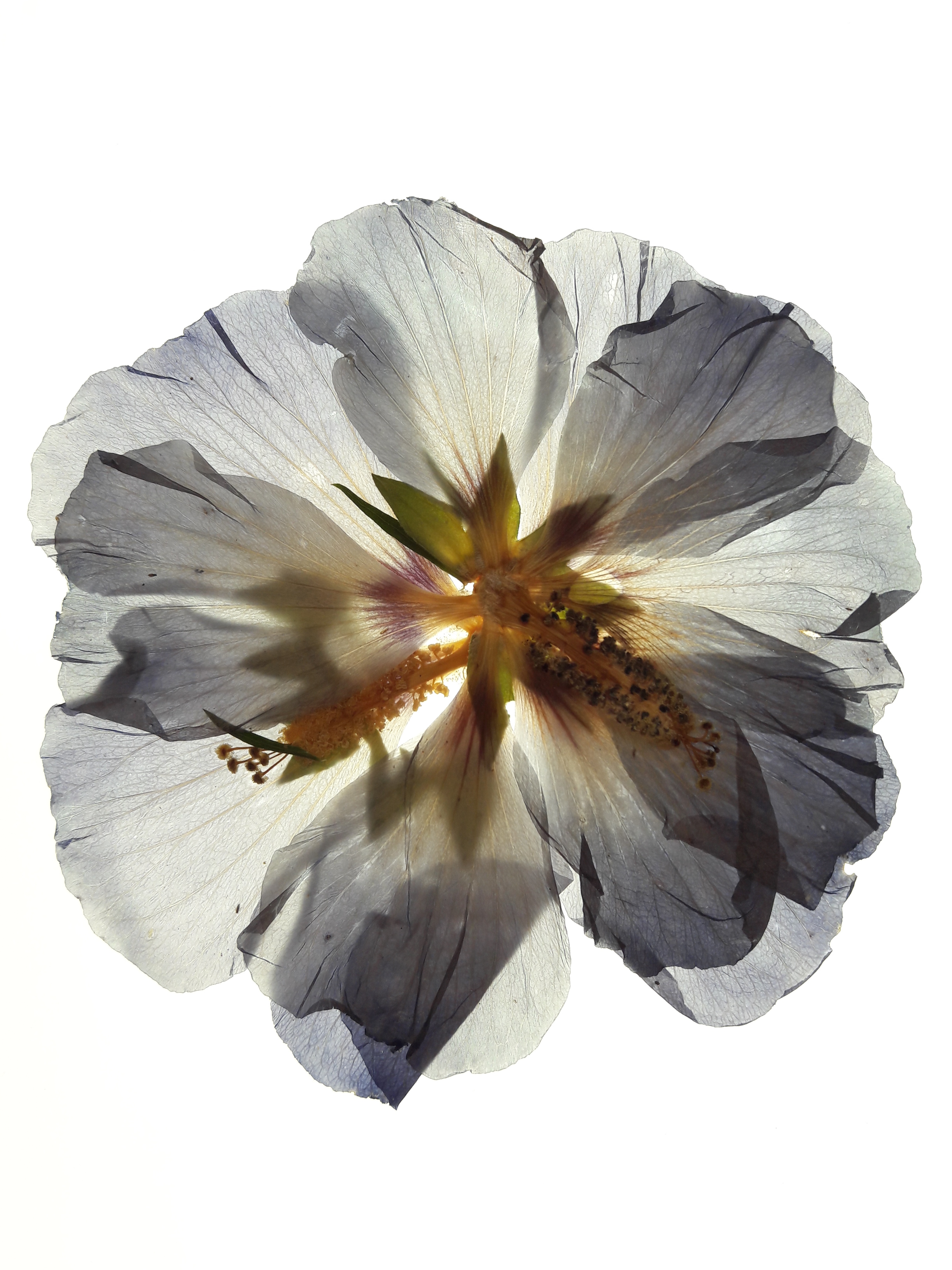 Hibiscus