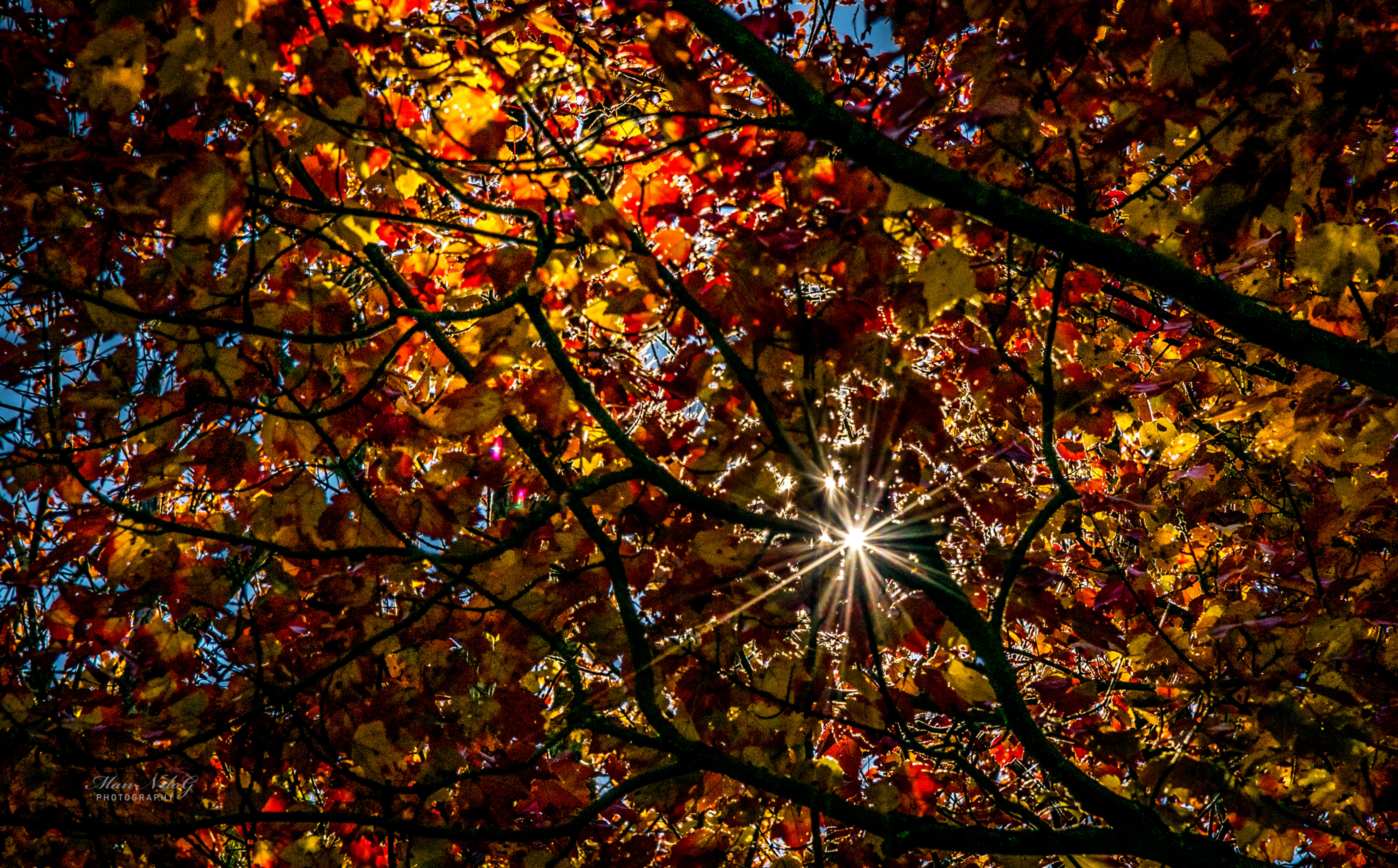 Fall Sun Star