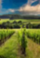 Agriculture terrasense.webp