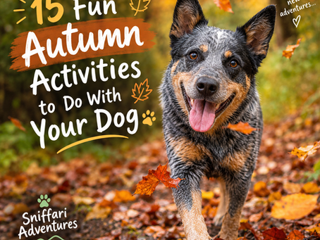 🍂 15 Fun Things to Do With Your Dog This Autumn 🐾