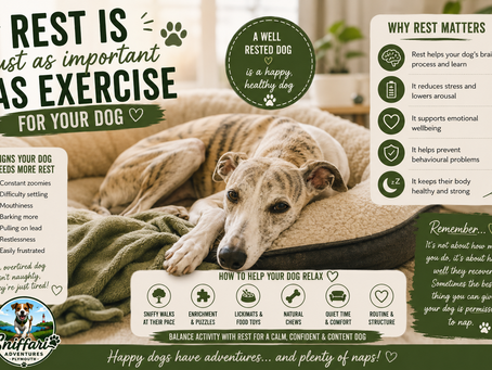 Why Rest Is Just as Important as Exercise for Your Dog