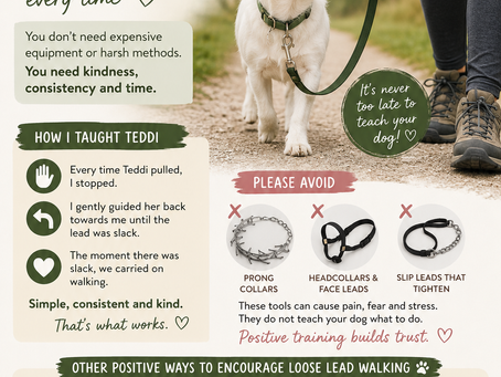 Loose Lead Walking: Why Patience Beats Pulling Every Time