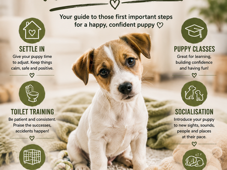 🐾 So, You've Bought a Puppy… Now What?!