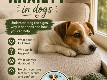 Separation Anxiety in Dogs: Understanding the Signs and Helping Your Best Friend Feel Safe