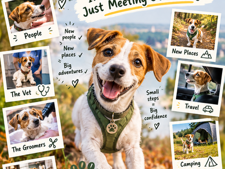 Puppy Socialisation: It’s So Much More Than Playing With Other Dogs 🐾