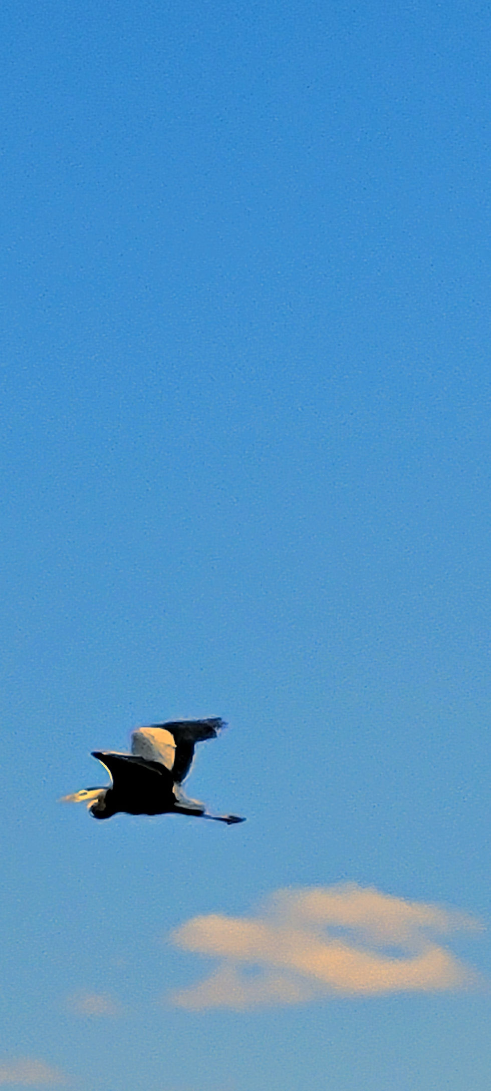 Great Blue Heron: spiritual messenger of grace, resilience, stillness, balance, and peace. The cloud could almost be its shadow.