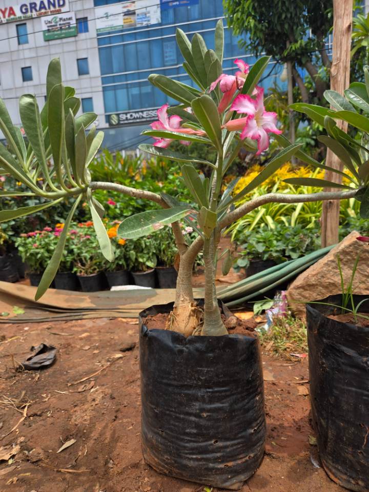Beautiful Adenium (అడెనియం) for sale in Ramanthapur