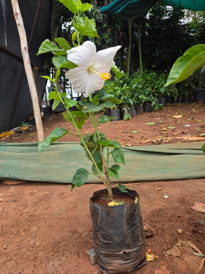 White Hibiscus (తెల్ల మందారం) for sale in Ramanthapur