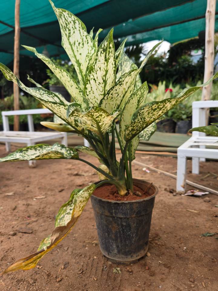 Healthy Aglaonema (అగ్లోనీమా) for sale in Ramanthapur