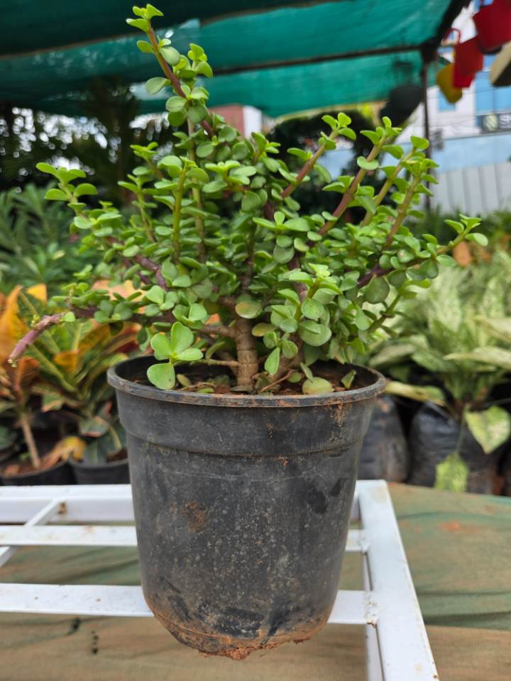 Jade Plant (జడే మొక్క) for sale in Ramanthapur