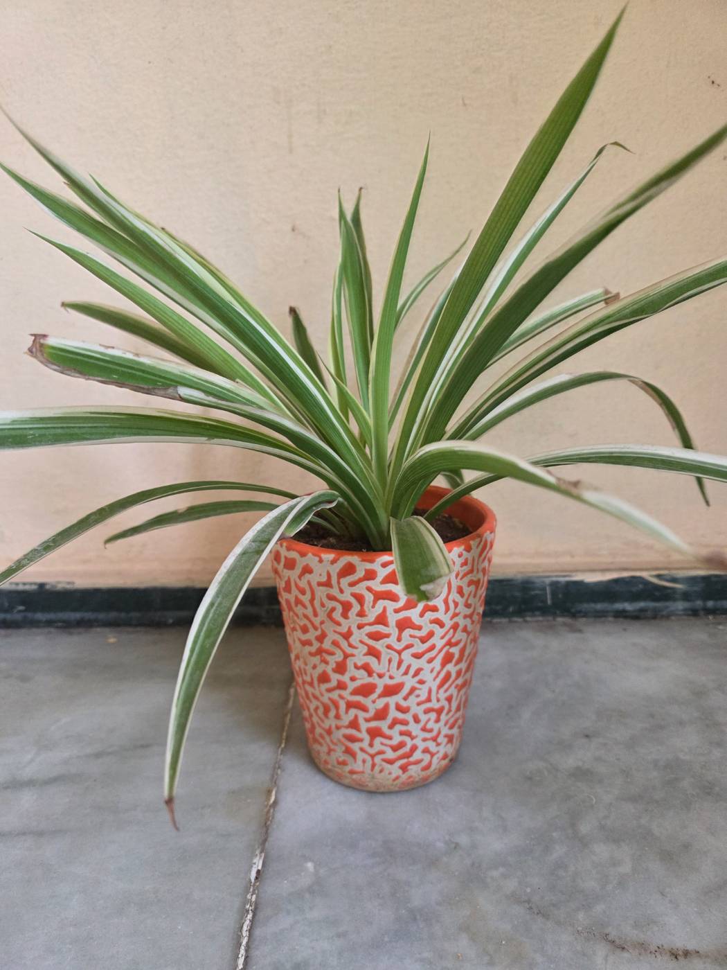 Spider Plant (స్పైడర్ ప్లాంట్) for sale in Habsiguda