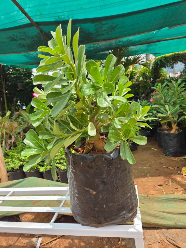 Adenium Desert Rose (అడెనియం) for sale in Ramanthapur