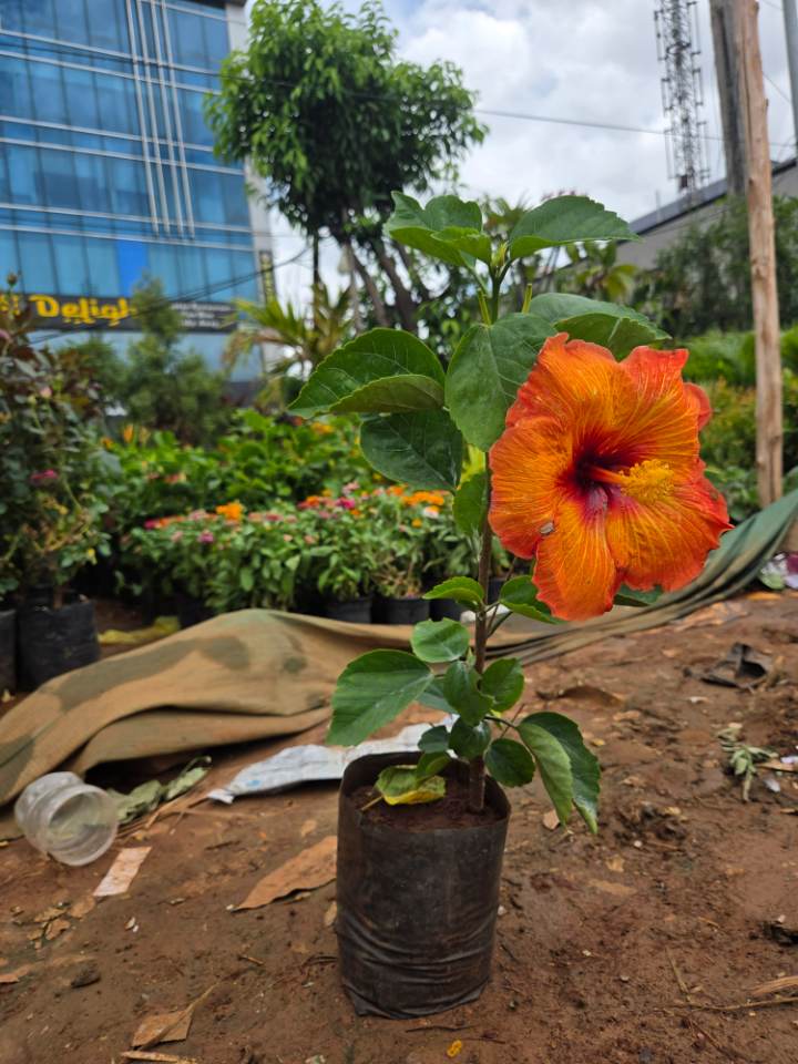 Orange Hibiscus (మందార) for sale in Ramanthapur