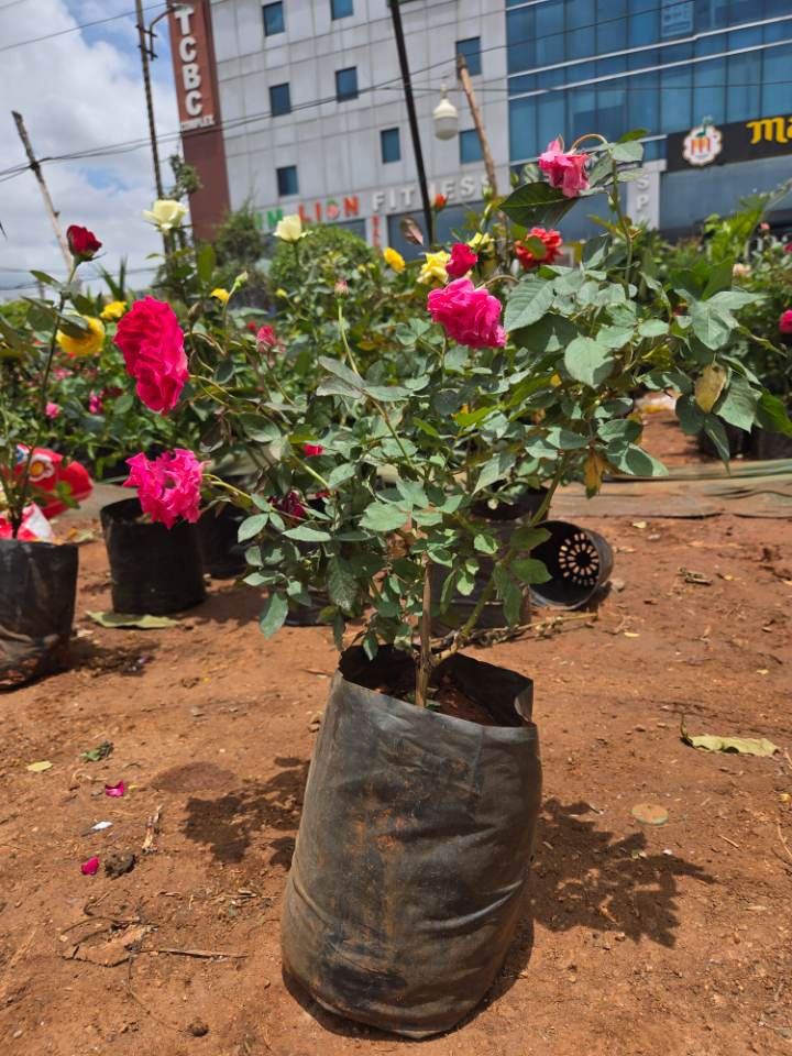 Beautiful Rose Plant (గులాబీ మొక్క) for sale in Ramanthapur