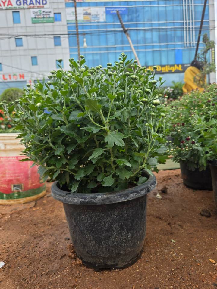 Chrysanthemum (చామంతి పువ్వు) for sale in Ramanthapur