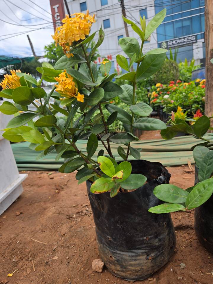 Yellow Ixora (రుక్మిణి పువ్వు) for sale in Ramanthapur