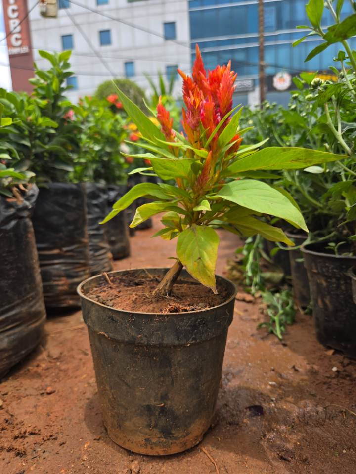 Celosia (కోడిజుట్టు పువ్వు) for sale in Ramanthapur