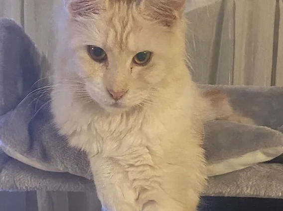chatterie des chamoureux cool