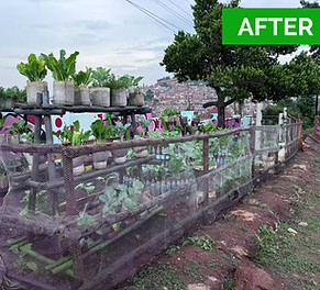 Schooll garden after providing seeds