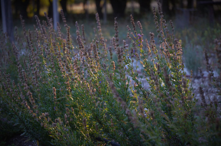 plant 6-min.JPG