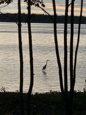 Blue heron crane fishing in water as tide goes out, seen through trees